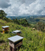 Miel de abejas Cosecha del Valle - Image 4