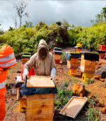 Miel de abejas Cosecha del Valle - Image 5