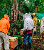 Polen granulado - Image 4